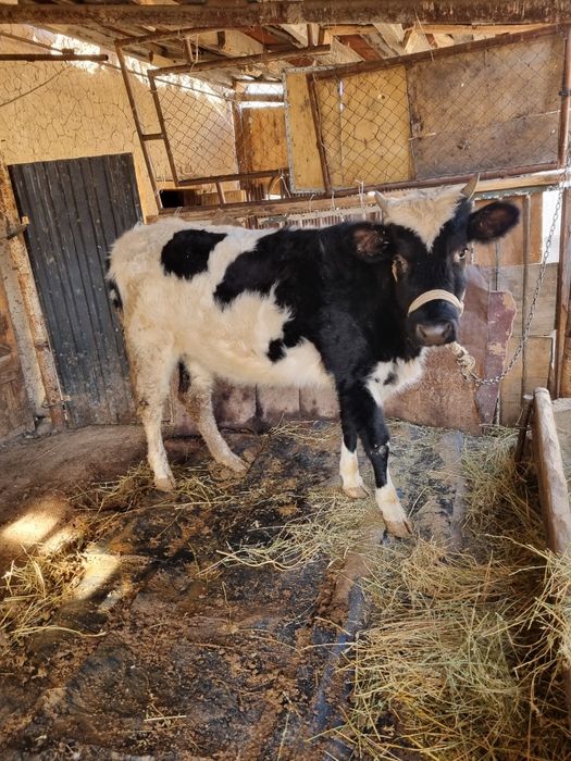 Қашар сатылады шұғыл түрде!!!