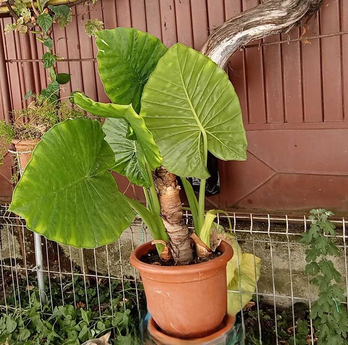 Vand Alocasia „Urechea Elefantului” – plantă decorativă interior/exterior