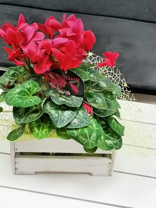 Дървени щайги с боя