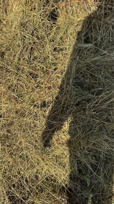 Продам сено луговое