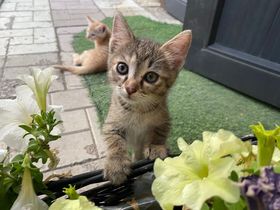 Котята отдам даром