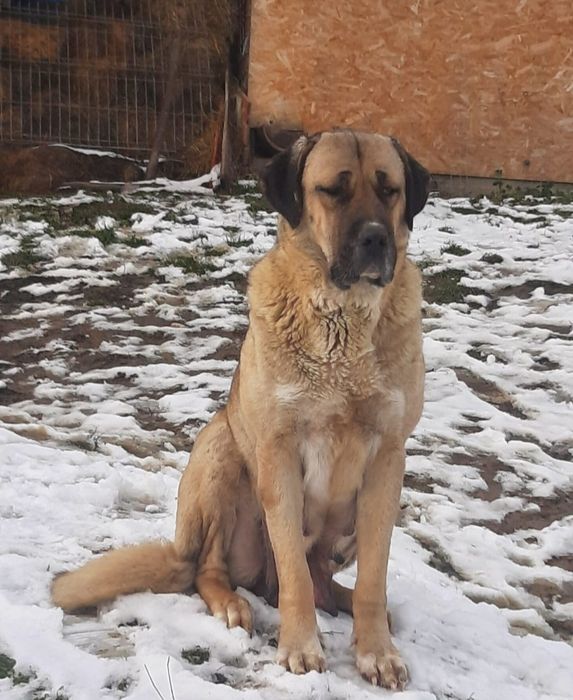 Cățeluș Malakli 7 saptamani