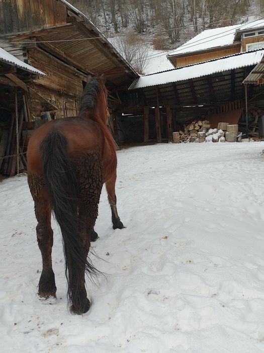 Iapa de vânzare de 4 ani