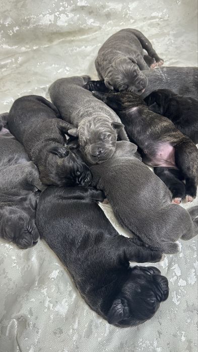 Щенки кане корсо