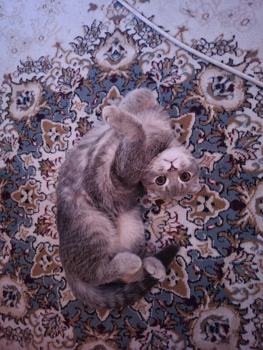 Висловухе и шотландец