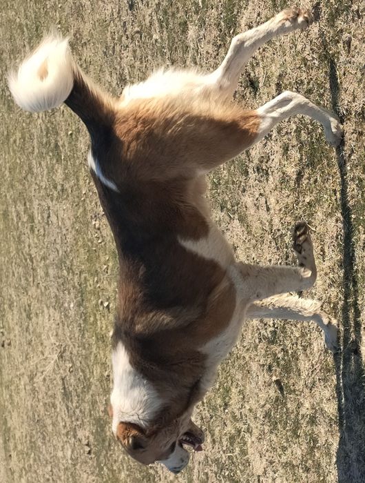 Еркекті үлкен транс дик есекке алады