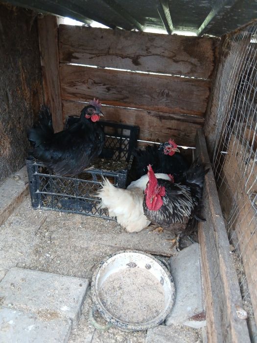 Oua incubat phoenix  cochinchina sebright chabo