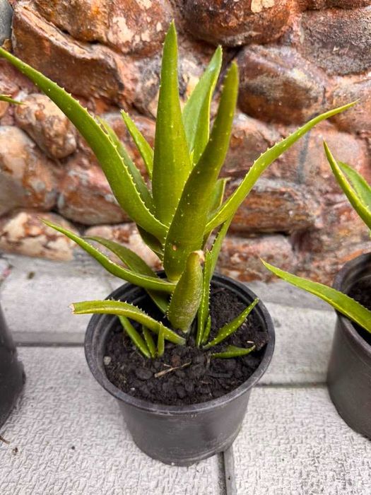 Ghiveci Aloe Vera de vânzare