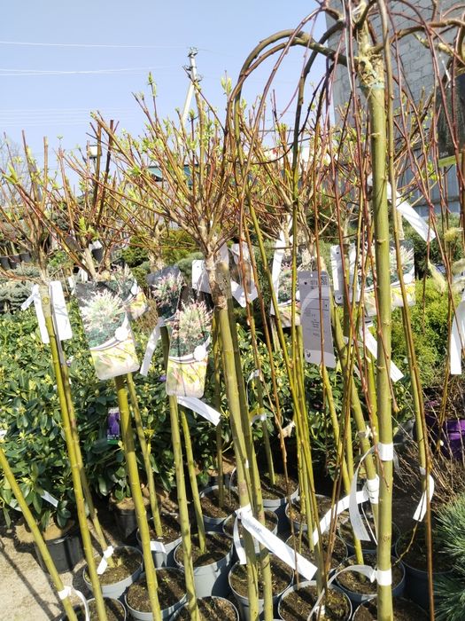 Продам хвойные саженцы