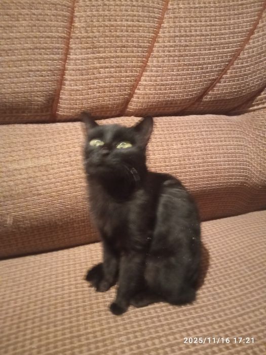 Отдам кошечку 2 года