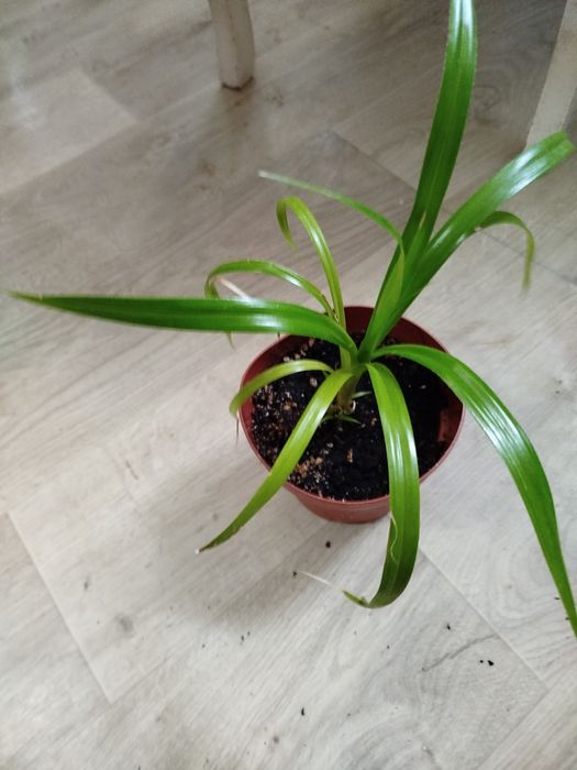 Комнатные цветы разные