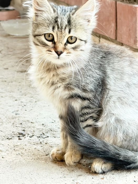 Отдам бесплатно котенка