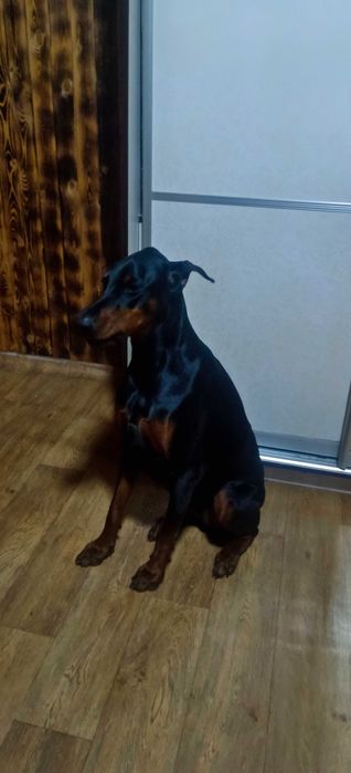 Продам собаку доберман