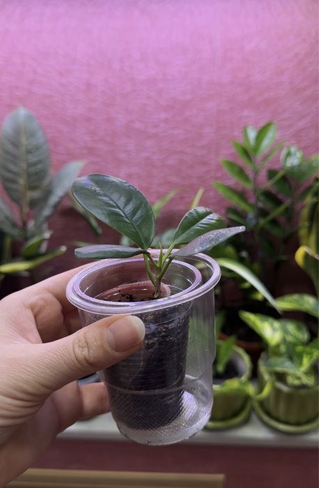 Фикус Мокламе укорененный