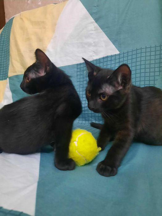 Пристраиваются котята.