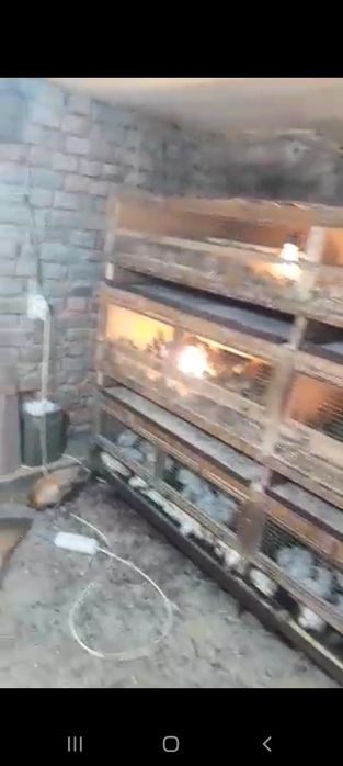 Bedona juja 40 kunlik 100% mokyonchalarni zakas olaman sifatli don bil