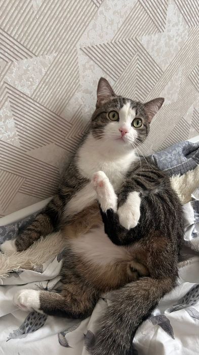 Отдам кота  даром