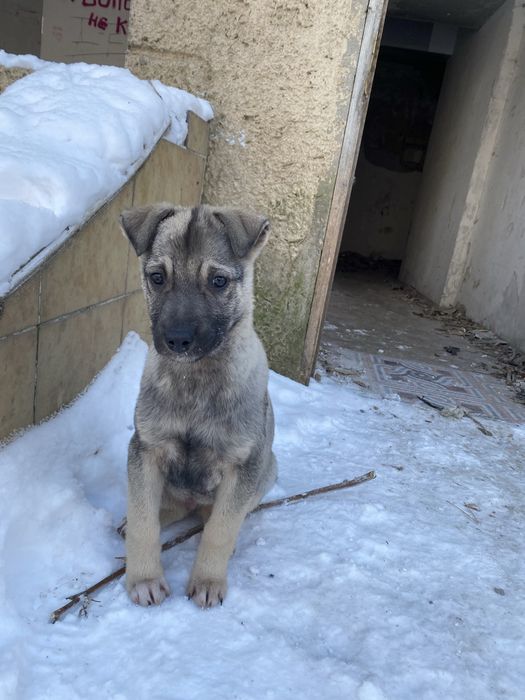 Отдам щенков в добрые руки!