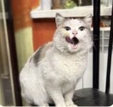 Трехцветная кошка
