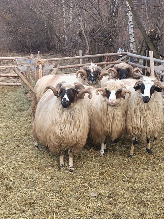 Berbeci  brezi de vânzare