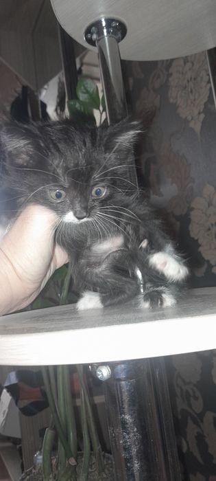 Продам котят 1 мес мальчики