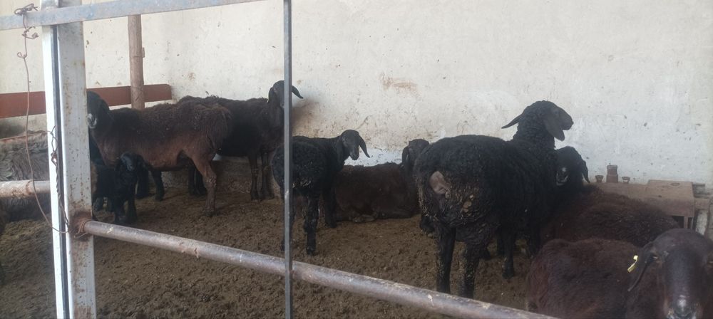 Ona bola kashtan  qoʻylar sotiladi qirgʻizniki