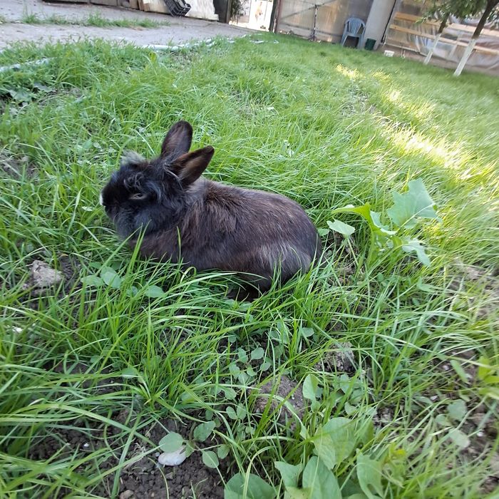 Iepuri de vanzare se dau grămadă sau la schimb