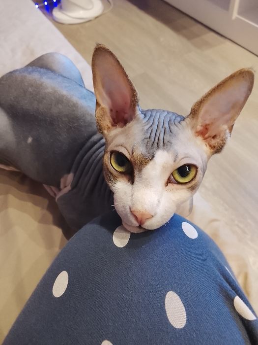 Отдам кота в добрые руки.