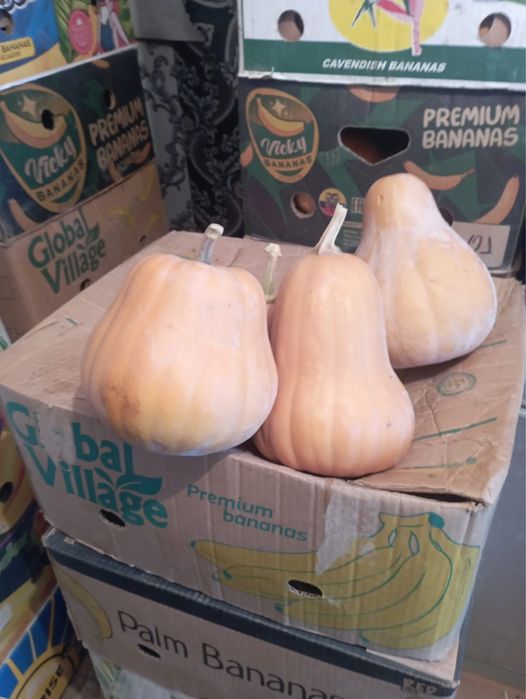 Тыква цена 150-200