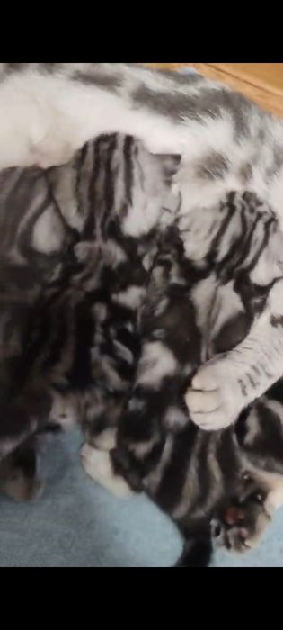 Шотландские котята Скоттиш-фолд