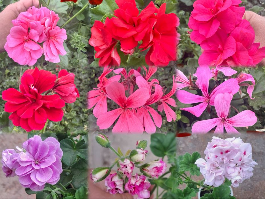 Сакъзче / каскадни мушката – висящи цветя балкон розов червен бял сакъз