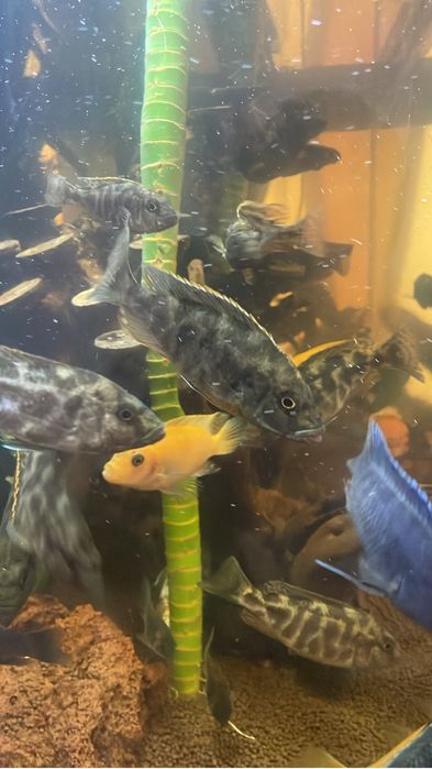 Продам рыбок срочно!