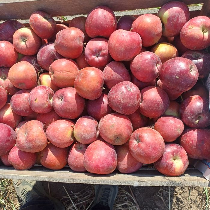 Продам яблоки второй сорт