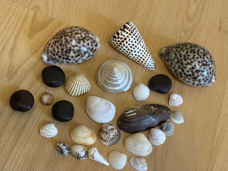 ракушки для аквариума или подделок