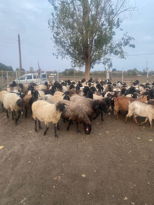 Vând oi și capre