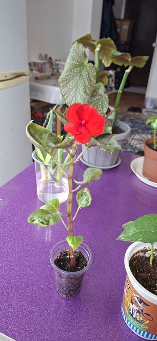 Комнатные цветы молодые