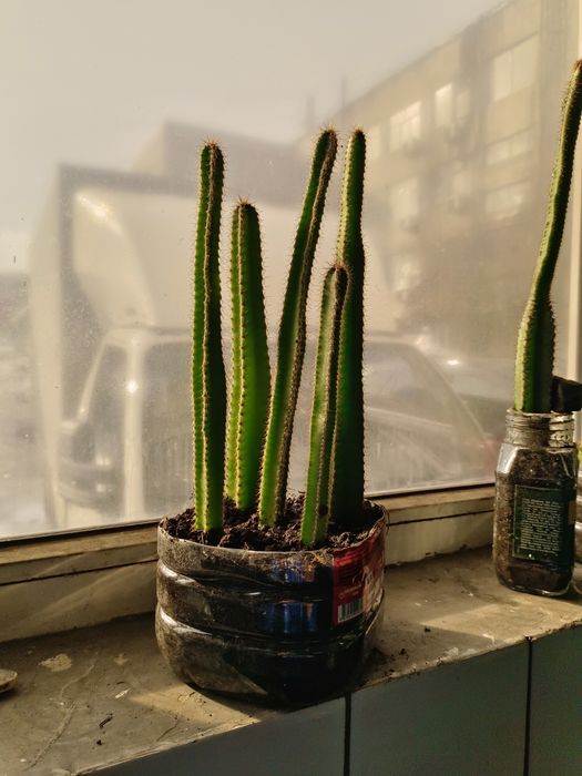 Кактус Цереус четырехугольный