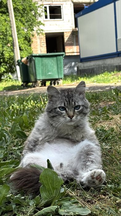 Отдам кота. Мальчик кот ищет дом