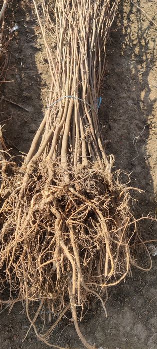 Puieți de salcâm frasin paltin fag carpen mesteacăn tei brad pin molid