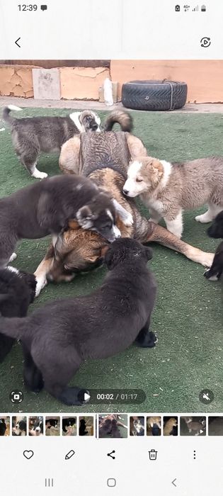 Продам  щенки Алабай