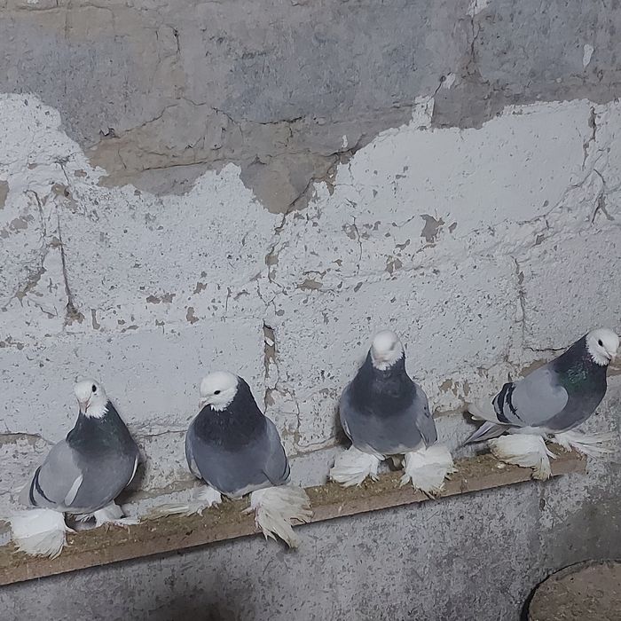 Маздок 3 пара гатовый