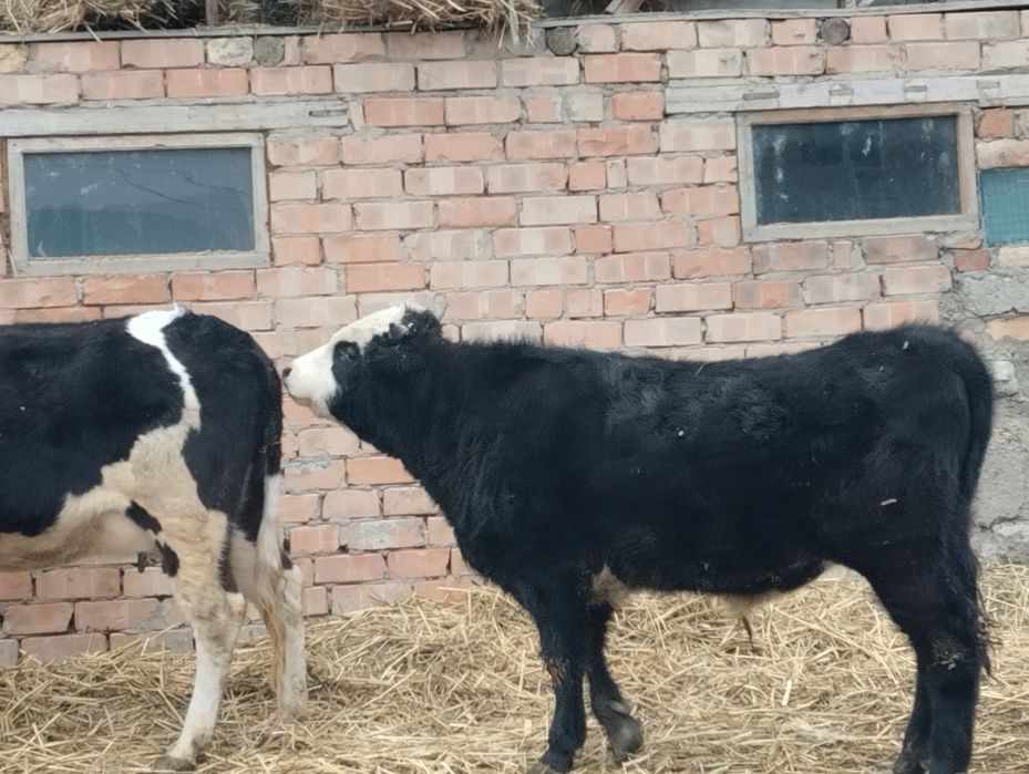 Баспактар сатылады