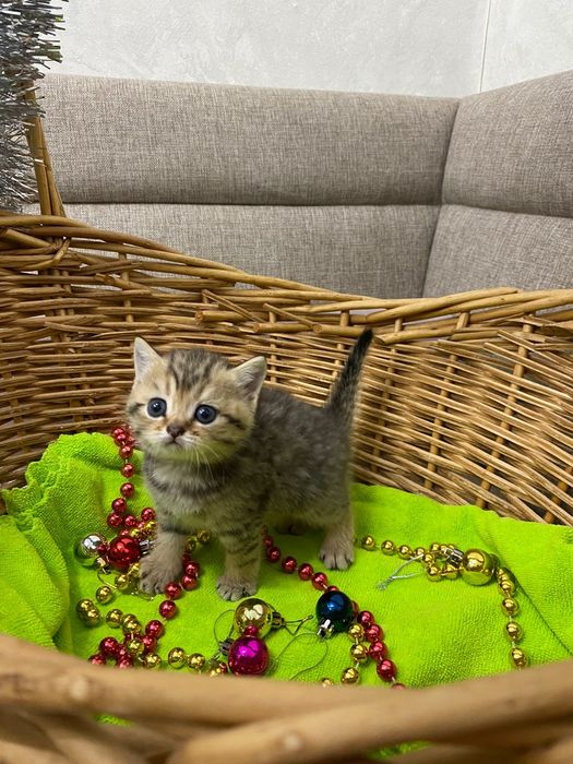 Продам шатланских котят