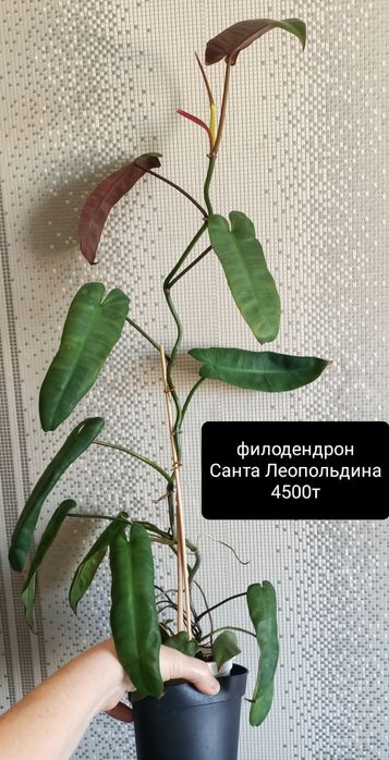 Филодендрон 4500т