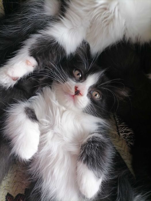 Замурррчательные котята ^. ^