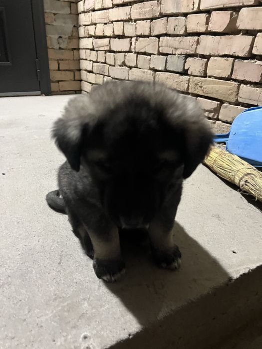 Щенки алабай.