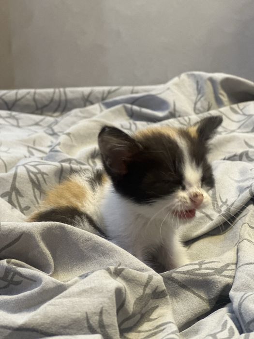 кошка, девочка в добрые руки