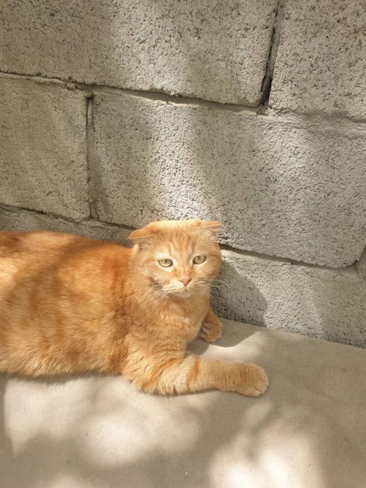 Кошка Волга ждет своего человека!