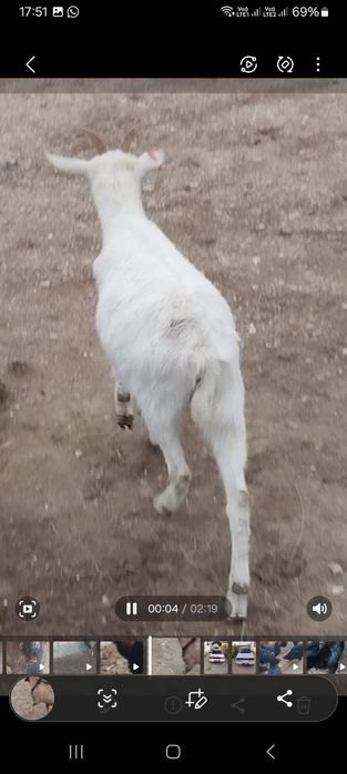 Парода ешкілер сатылады