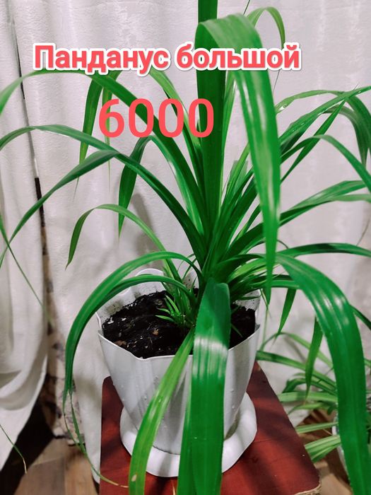 Продам комнатные растения